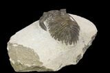 Bargain, Hollardops Trilobite - Visible Eye Facets #119845-2